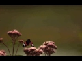 Atalanta, Red Admiral