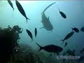 Aqua Trek 3D Shark Dive Beqa Lagoon Fiji