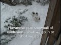 Havanese Toronto Puppies Snow Days