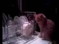 videos de DishwasherTiny.3g2