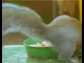 Smart Grey Squirrel Completes a Tough Obstacle Course