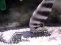 Butti chasing magnet