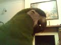 mini macaw  \
