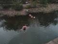 videos de rock jump at jelly bean