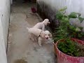 Randy y Brugite