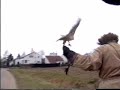  Valkerij Roofvogel Birds of Prey Falconry lure loer nina markx