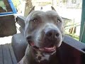 blue pitbulls on maui