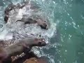 blue pitbulls on maui