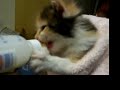 Pepper bottle feeding