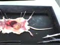 omar n his rat omar n his rat