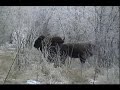 Archery Hunting for Buffalo / Bison