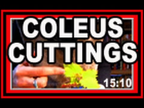 how to transplant coleus