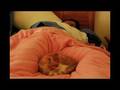 videos de Lazy Saturday Morning