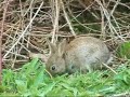 Bright Eyes - Art Garfunkel - Baby Wild Rabbits in Nutfield Bright Eyes - Art Garfunkel - Baby Wild Rabbits in Nutfield