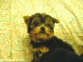 ???? Yorkshire Terrier