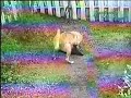 Faze comice cu animale