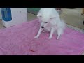 �X�s�b�c ���R������������...