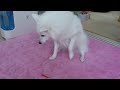 �X�s�b�c ���R������������...