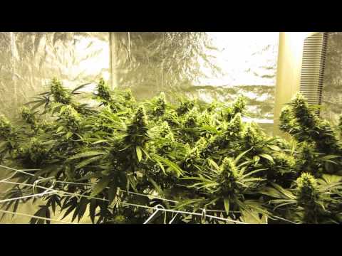 how to grow weed with uv light