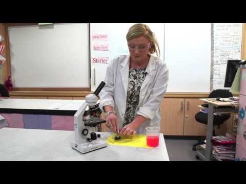 how to collect dna from cheek cells