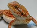 Pogona vitticeps rouge