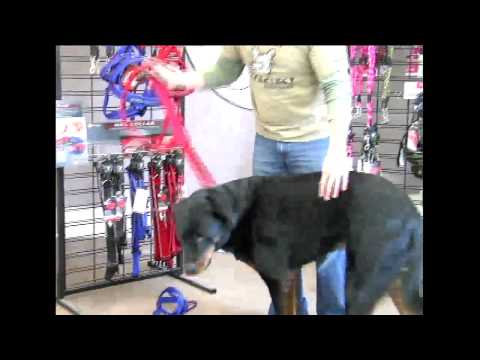 how to adjust ezydog harness