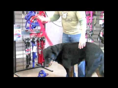 how to fit ezydog quick fit harness