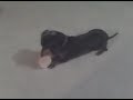 Kielbasa The Weiner Dog and her Burger.