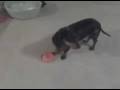Kielbasa The Weiner Dog and her Burger.