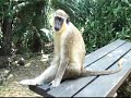 I love monkies!.avi