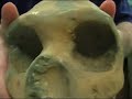 H S Neanderthalensis Calvarium