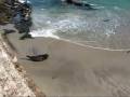 San Diego: Lazy Harbor Seals Lounging in La Jolla