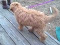 mabel the labradoodle puppy -- homecoming