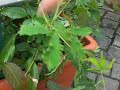 Mimose