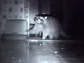 funny racoon funny racoon