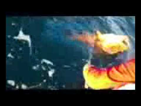אשקלונים - תפיסת לוקוס 11 קילו תומר שחילק דיכא.