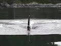 Pod of Orca Whales Pod of Orca Whales