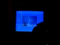 Kitten Chasing Cursor