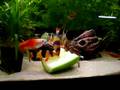 cucumber clown loach