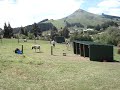 Miniature Horses Palmerston Jan Ragg1