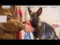 Dierenkliniek Pietersberg - De Dierenarts