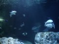 tiburones 2