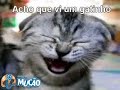 Mucao.com.br - Acho que vi um gatinho