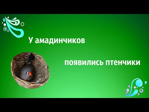 Содержание амадинов в домашних условиях видео Содержание амадинов в домашних условиях видео