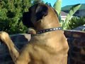 A Big South African Boerboel \ A Big South African Boerboel \
