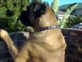 Boerboel video