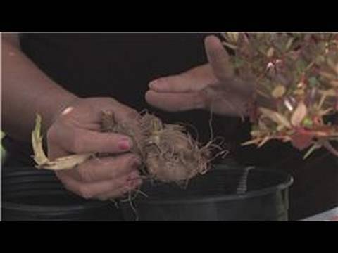 how to replant bulbs