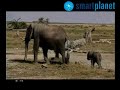 El curioso mundo de los elefantes