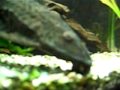 Sailfinned plecostomus(Glyptoperichthys gibbiceps) Sailfinned plecostomus(Glyptoperichthys gibbiceps)