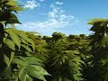 Weed Field